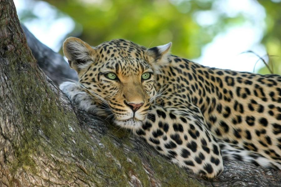 Прогнозируемый всплеск браконьерства: в Приморье специалисты следят за охраной тигров и леопардов