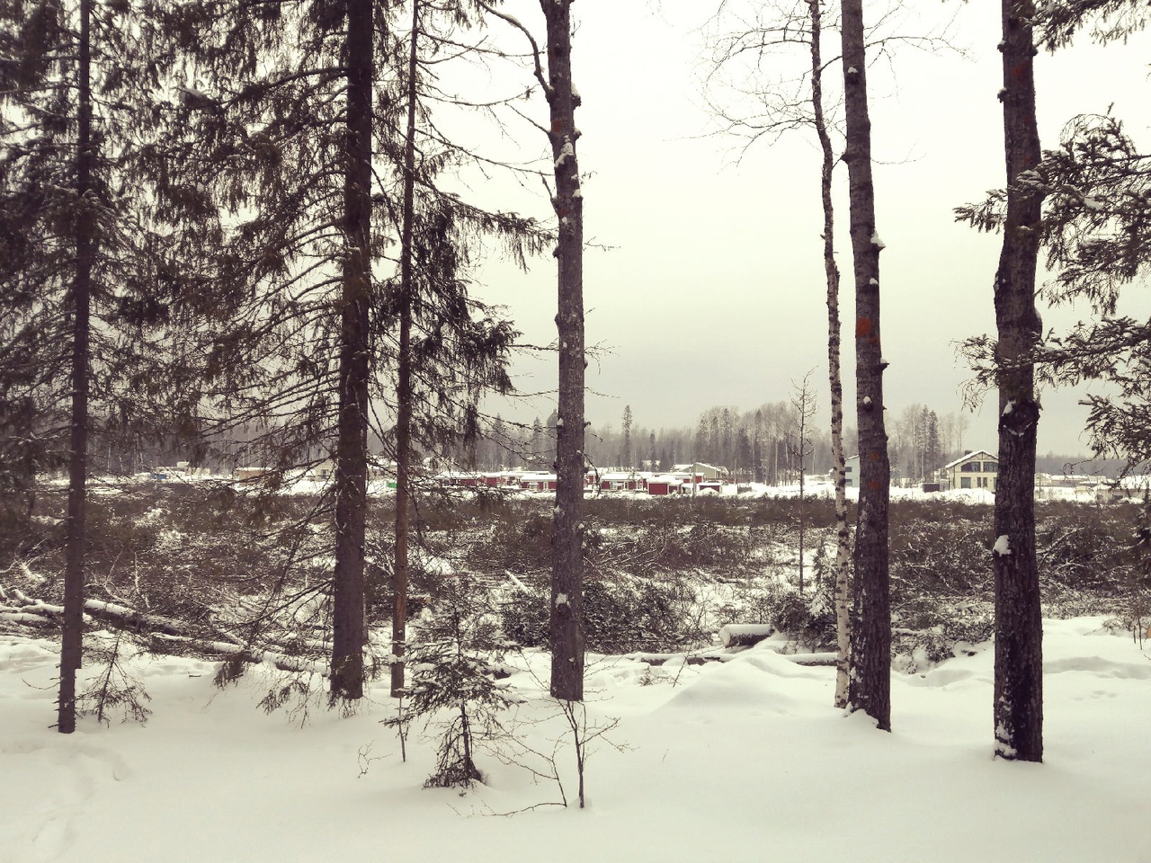 В Петрозаводске снова вырубили часть леса в Университетском городке
